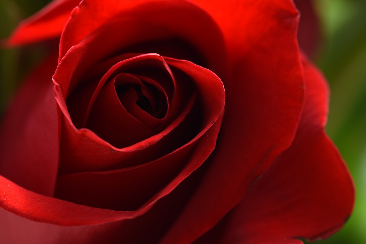 red, rose, flower-6573249.jpg